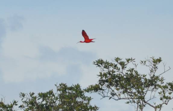 Revoada de guarás-vermelhos em Apicum Açu, nas Reentrâncias Maranhenses - MA